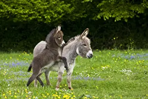 Field Prints: Miniature Donkeys, Mother and Baby Foal Play in a Field