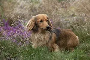 Field Prints: Miniature long-haired dachshund
