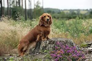 Tree Prints: Miniature long-haired dachshund