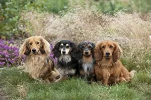 Field Prints: Miniature long-haired dachshunds