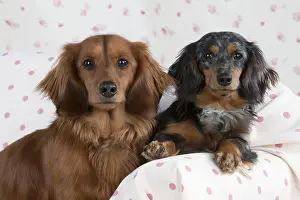 Studio Prints: Miniature Long-haired Dachshunds
