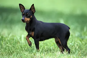 Tail Prints: Miniature Pinscher