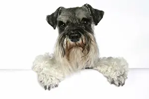 Studio Prints: Miniature Schnauzer