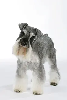 Studio Prints: Miniature Schnauzer