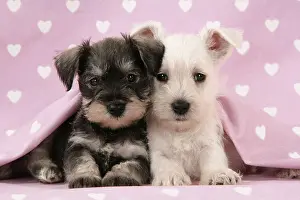 Studio Prints: Miniature Schnauzer Puppies