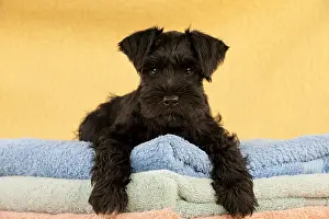 Studio Prints: Miniature Schnauzer Puppy