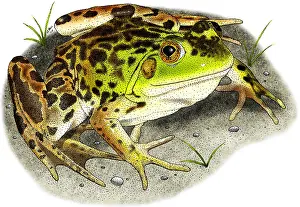 April Prints: Mink Frog
