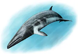 Cetacean Prints: Minke Whale