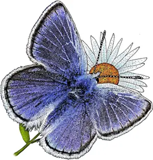Insect Prints: Mission Blue Butterfly
