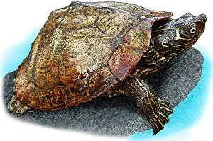 Maps Prints: Mississippi Map Turtle