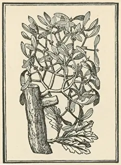Evil Prints: Mistletoe, Alchemy Plant