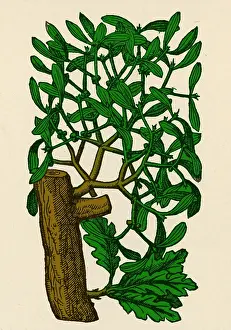 Evil Prints: Mistletoe, Alchemy Plant
