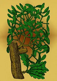 Mistletoe, Alchemy Plant