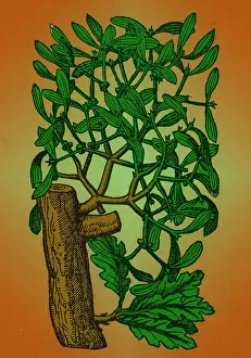 Plantae Prints: Mistletoe, Alchemy Plant