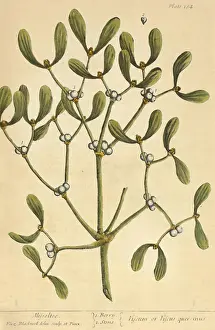 Illustrator Prints: Mistletoe, Medicinal Plant, 1737