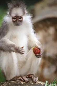 Misc 2 Prints: Mitered Leaf Monkey