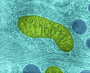 Bats Prints: Mitochondrion in Bat Pancreas Cell, TEM