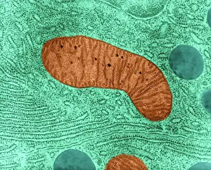 Bats Prints: Mitochondrion in Bat Pancreas Cell, TEM