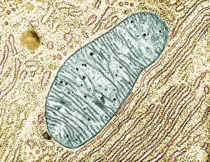 Micrograph Prints: Mitochondrion Cell Organelle Under the Microscope, TEM