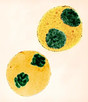 Cycle Prints: Mitosis in Trillium Cell, light micrograph