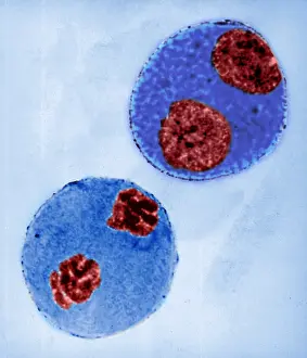 Micrograph Prints: Mitosis in Trillium Cell, light micrograph