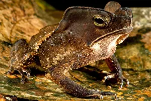 Litter Prints: Mitred Toad or Amazonian Leaf Toad