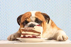 Studio Prints: Mmm, Cake