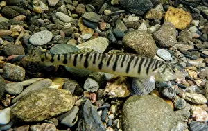 Tennessee Prints: Mobile Logperch (Percina kathae)