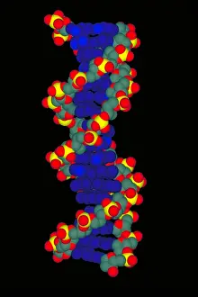 Atom Prints: Model of DNA