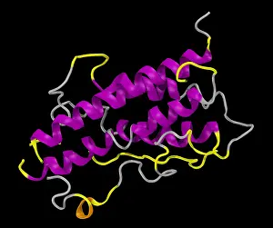 Computer Generated Prints: Model of Human Growth Hormone