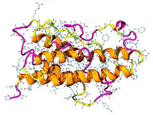 Graphics Prints: Model of Human Growth Hormone