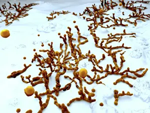 Generated Prints: Mold on wallpaper, artwork