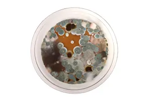 Mixed Science Images Prints: Molds on Agar