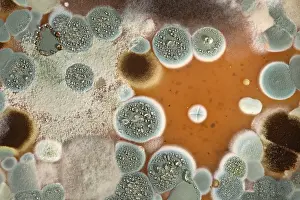 Mold Prints: Molds Growing on Agar