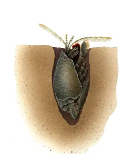 Shells Prints: Mole Crab (Family Emerita)