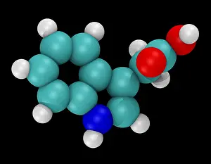 Acid Prints: Molecular Model of Indole-3-Acetic Acid