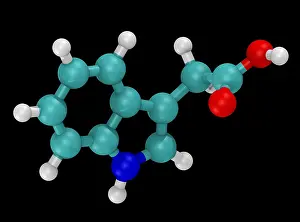 Acid Prints: Molecular Model of Indole-3-Acetic Acid