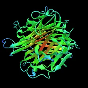 Nuclear Prints: Molecular Model of RANKL