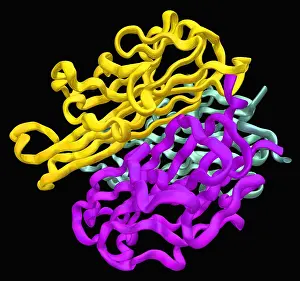 Nuclear Prints: Molecular Model of RANKL