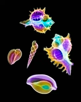 Shells Prints: Mollusk Sea Shells, X-ray