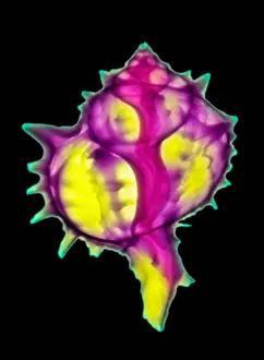 Molluscks Prints: Mollusk Sea Shells, X-ray