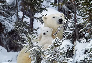 Fauna Prints: Mom Polar Bear Holds Cub in the Snowy Woods of Canada