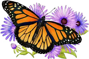 Monarch Prints: Monarch Butterfly
