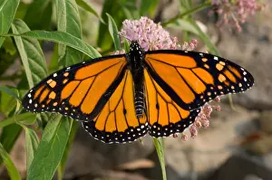 Monarch Prints: Monarch Butterfly