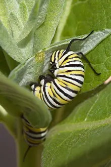 Insect Prints: Monarch Butterfly Larva