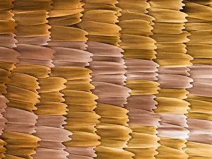 Insect Prints: Monarch Butterfly Scales, under a microscope (SEM)