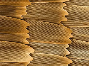 Nature, History, Science Prints: Monarch Butterfly Scales, under a microscope (SEM)