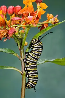 Insect Prints: Monarch Caterpillar on Milkweed