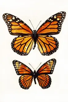 Toxic Prints: Monarch and Viceroy