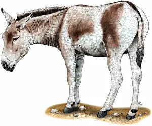 Equus Prints: Mongolian wild ass